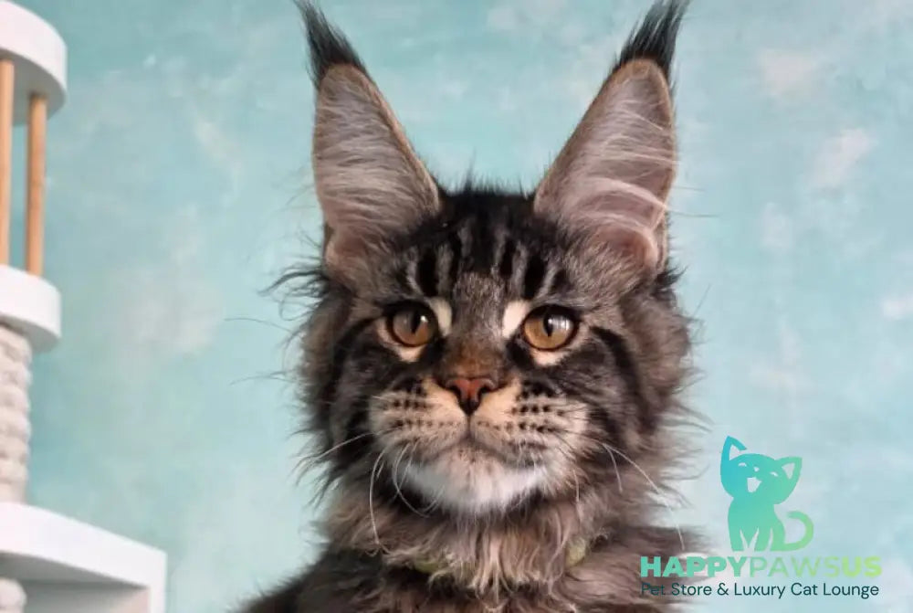 Vinnie Maine Coon male black tabby live animals