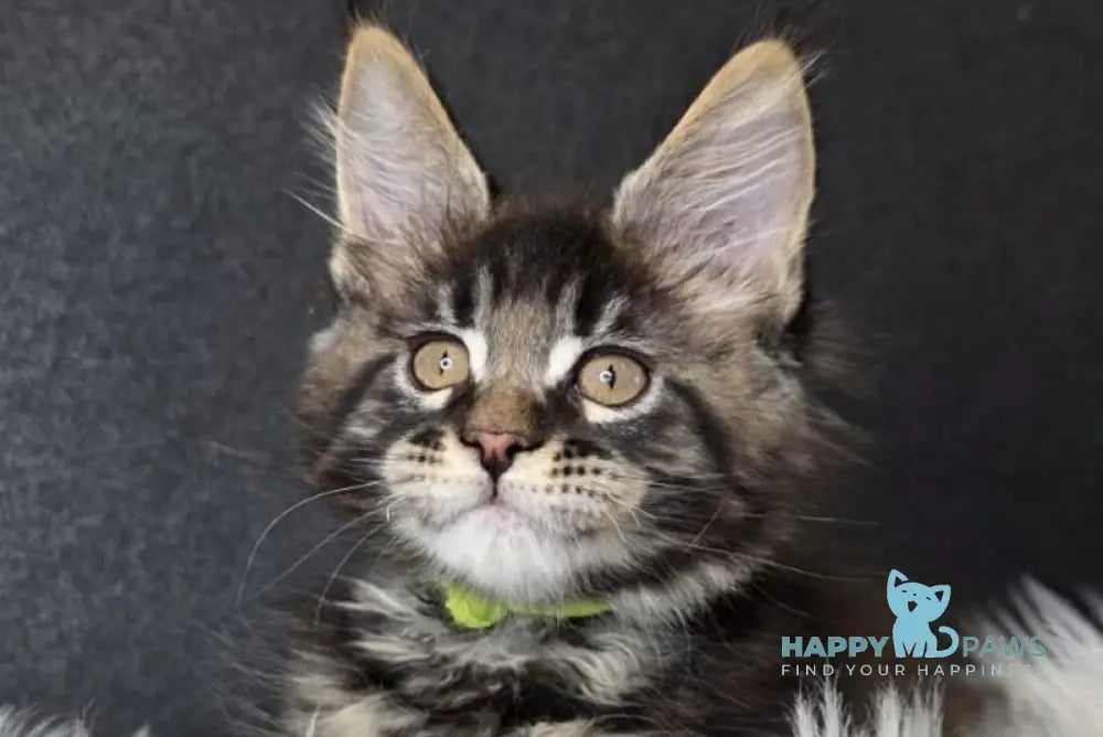 Vinnie Maine Coon male black tabby live animals