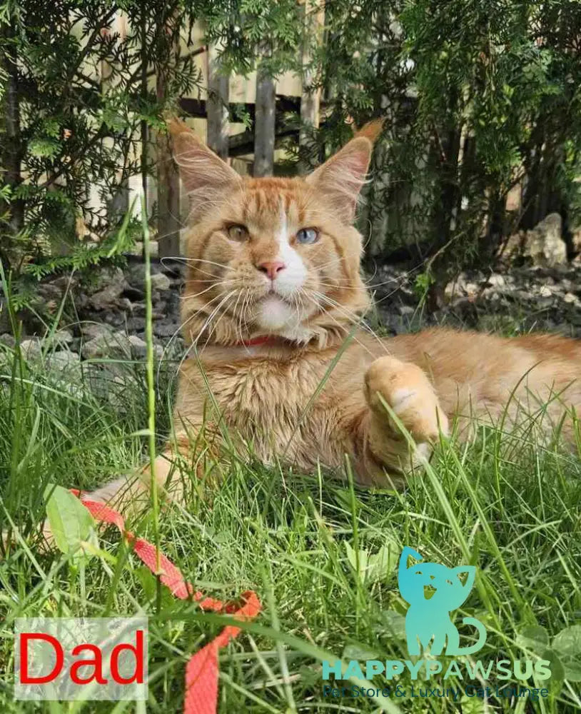 Vinnie Maine Coon male black tabby live animals