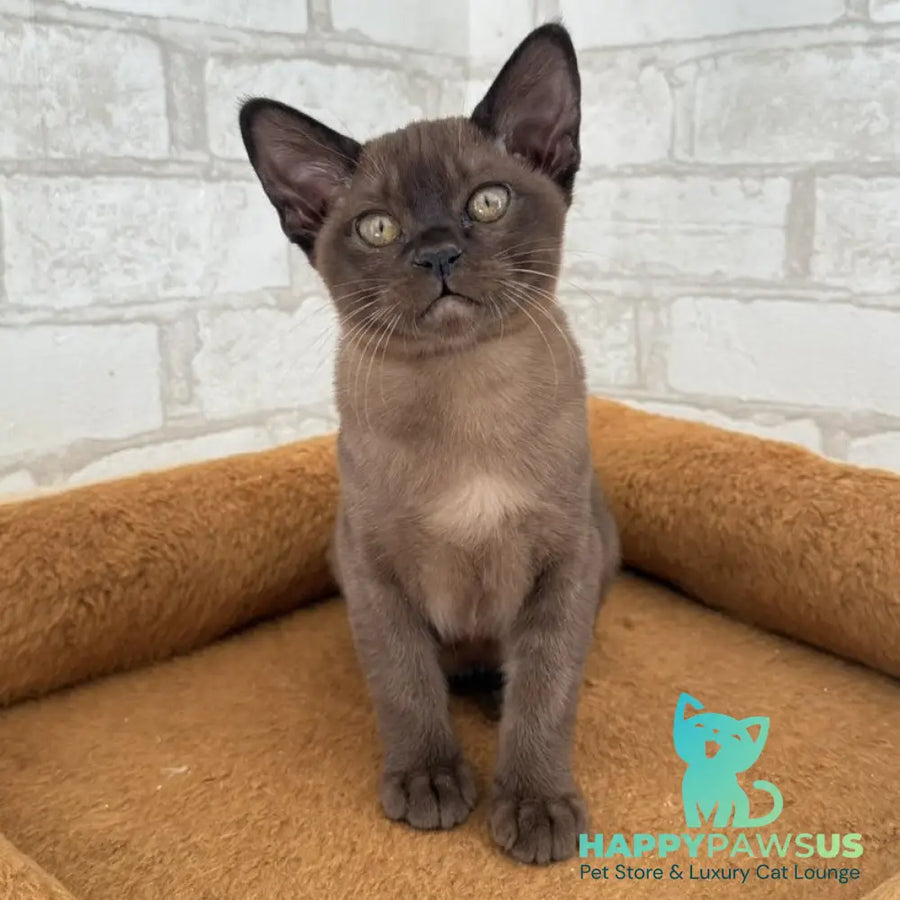 Vinny Burmese male sable - live animals