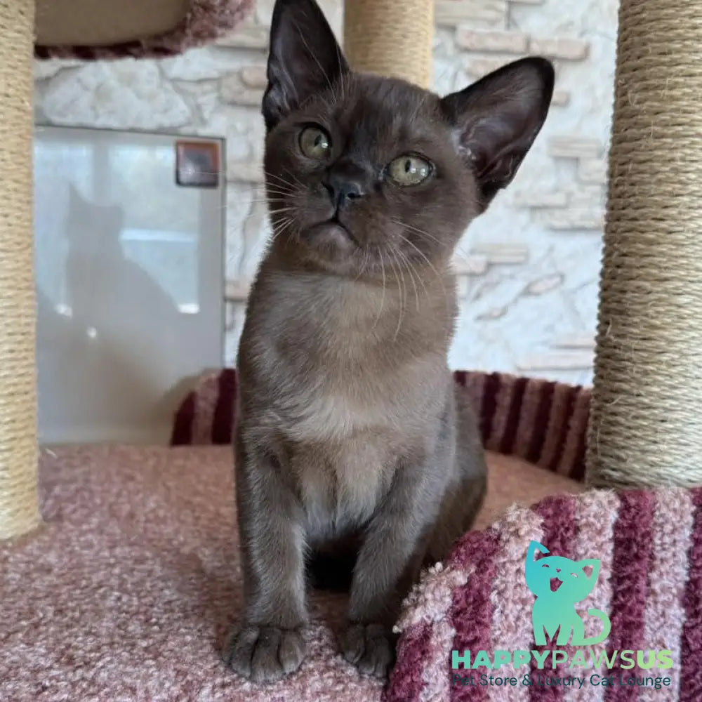 Vinny Burmese male sable - live animals