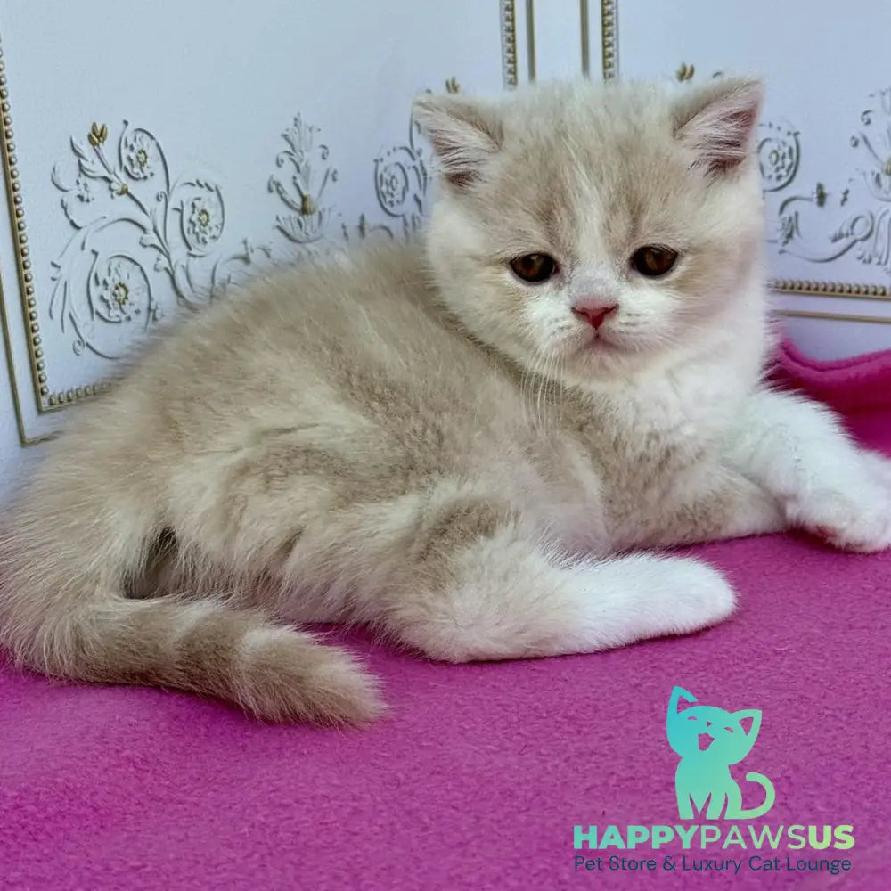 Vinny Scottish Straight male cream bicolour - live animals
