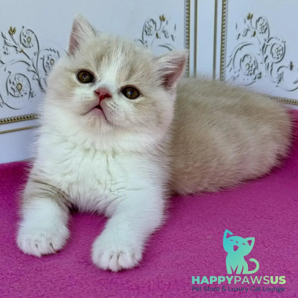 Vinny Scottish Straight male cream bicolour - live animals