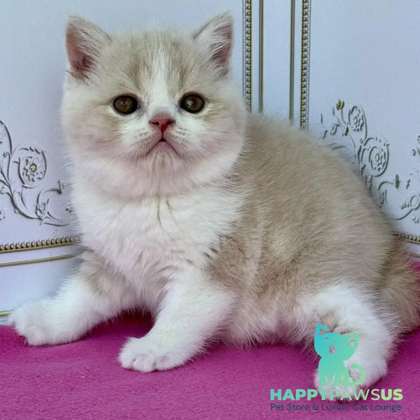 Vinny Scottish Straight male cream bicolour - live animals