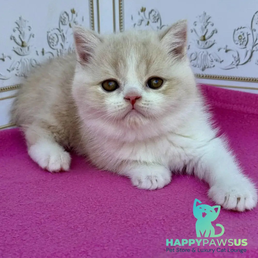 Vinny Scottish Straight male cream bicolour - live animals