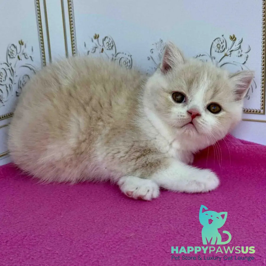 Vinny Scottish Straight male cream bicolour - live animals