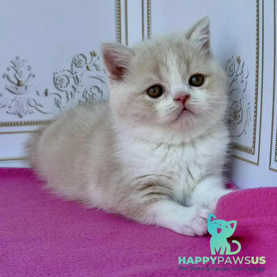 Vinny Scottish Straight male cream bicolour - live animals