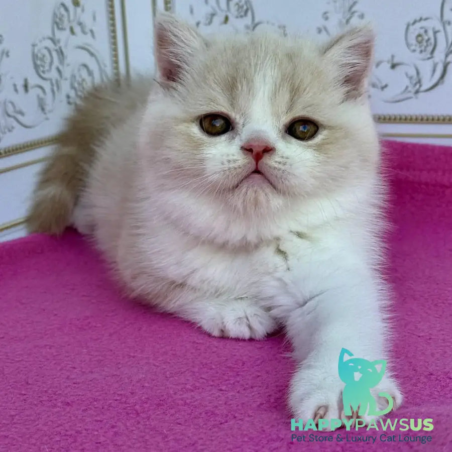 Vinny Scottish Straight male cream bicolour - live animals