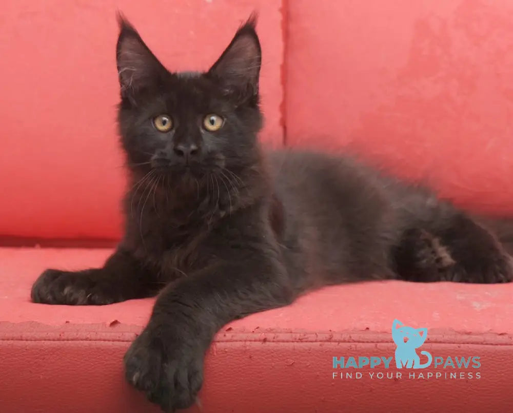 Vino Maine Coon polydactyl male black live animals