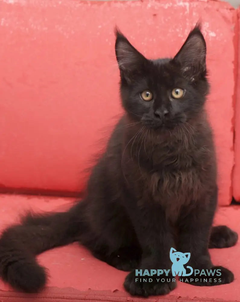 Vino Maine Coon polydactyl male black live animals