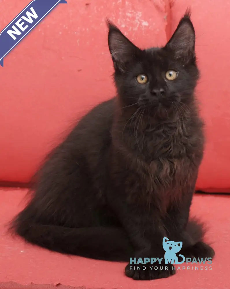 Vino Maine Coon polydactyl male black live animals