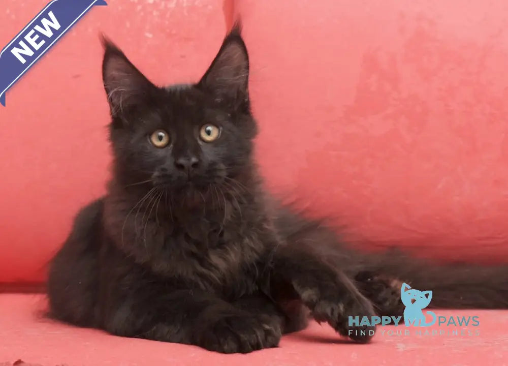 Vino Maine Coon polydactyl male black live animals