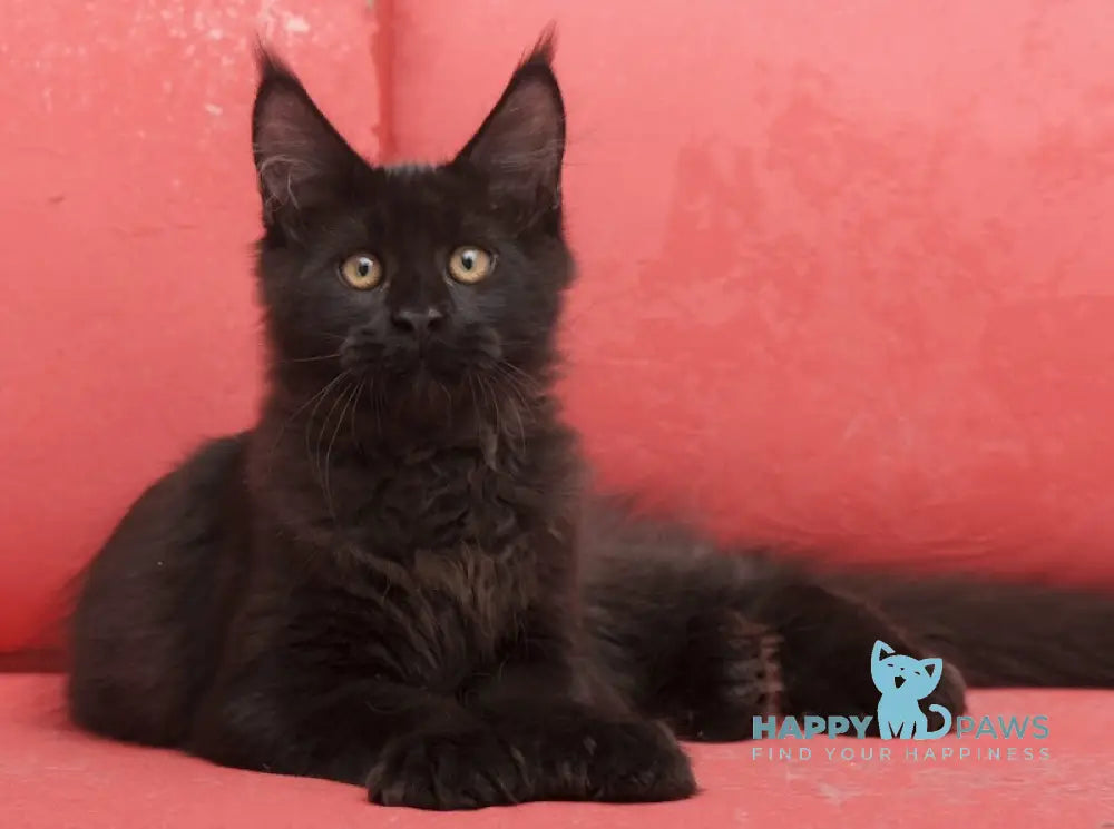 Vino Maine Coon polydactyl male black live animals