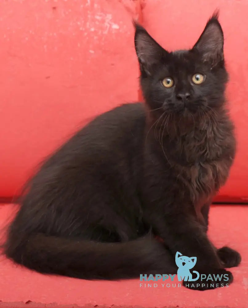 Vino Maine Coon polydactyl male black live animals