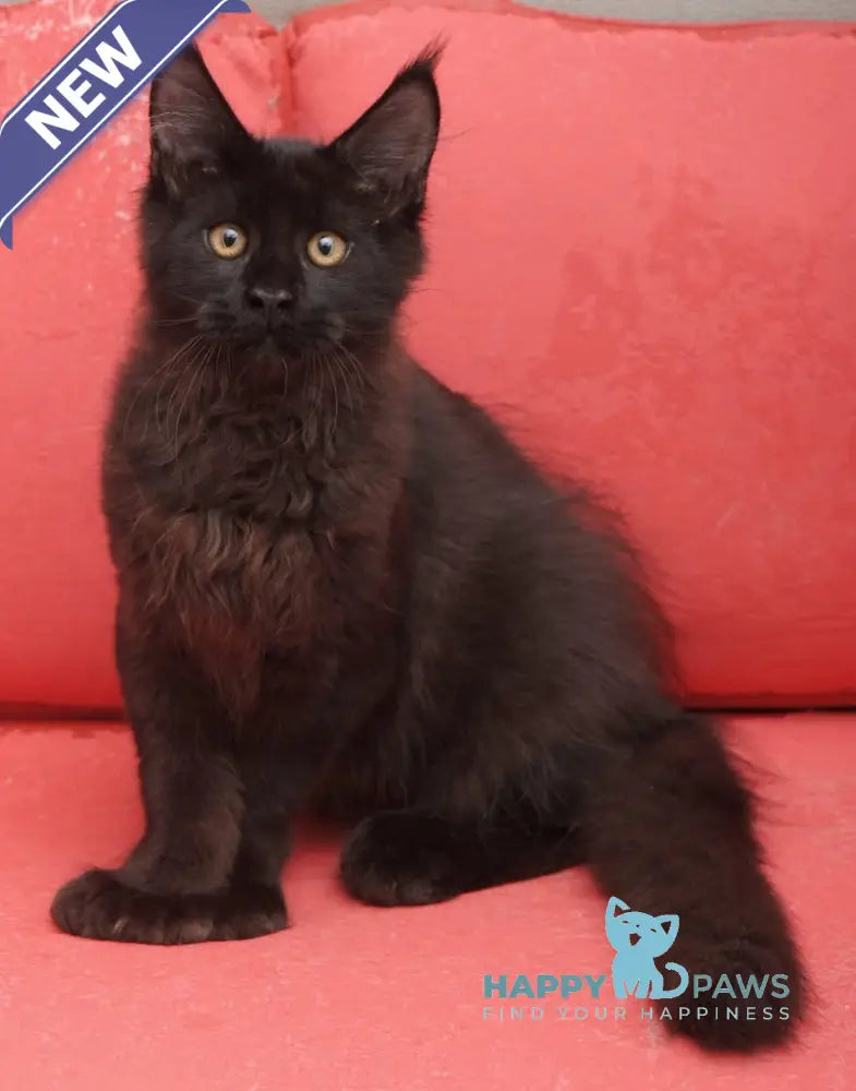 Vino Maine Coon polydactyl male black live animals