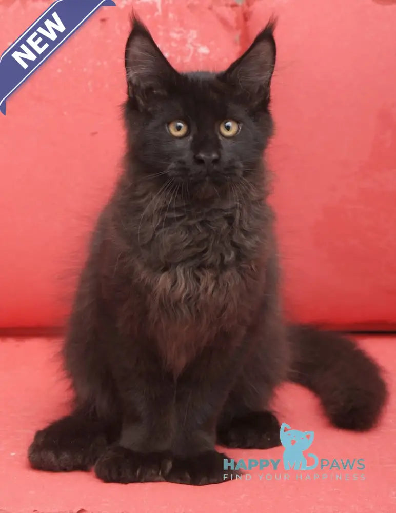 Vino Maine Coon polydactyl male black live animals