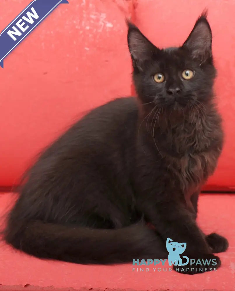 Vino Maine Coon polydactyl male black live animals