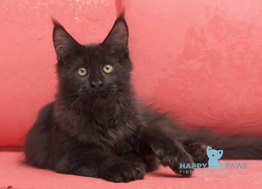 Vino Maine Coon polydactyl male black live animals
