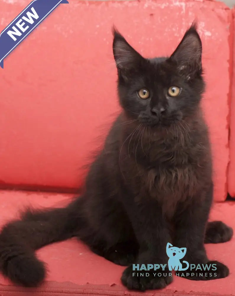 Vino Maine Coon polydactyl male black live animals