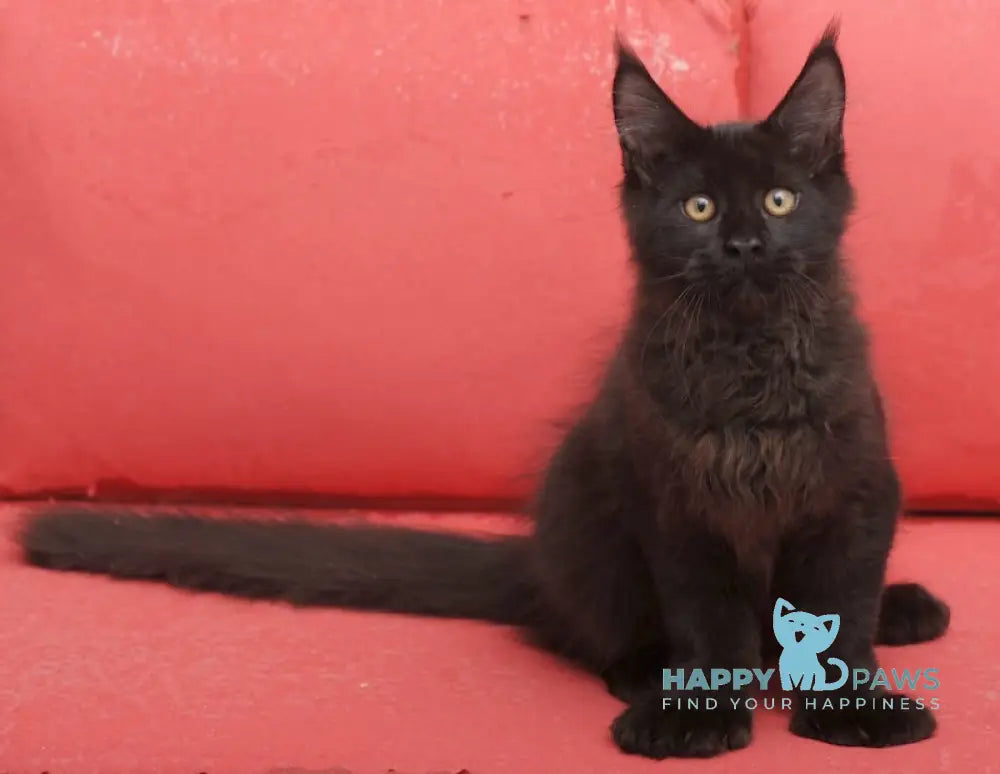 Vino Maine Coon polydactyl male black live animals