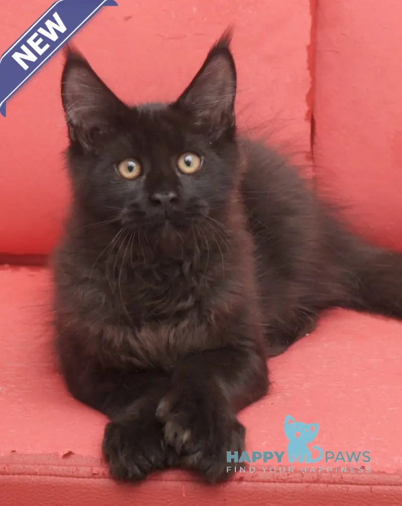 Vino Maine Coon polydactyl male black live animals