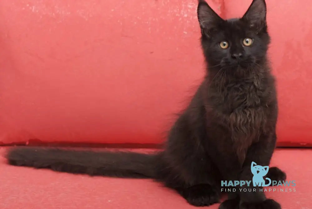 Vino Maine Coon polydactyl male black live animals