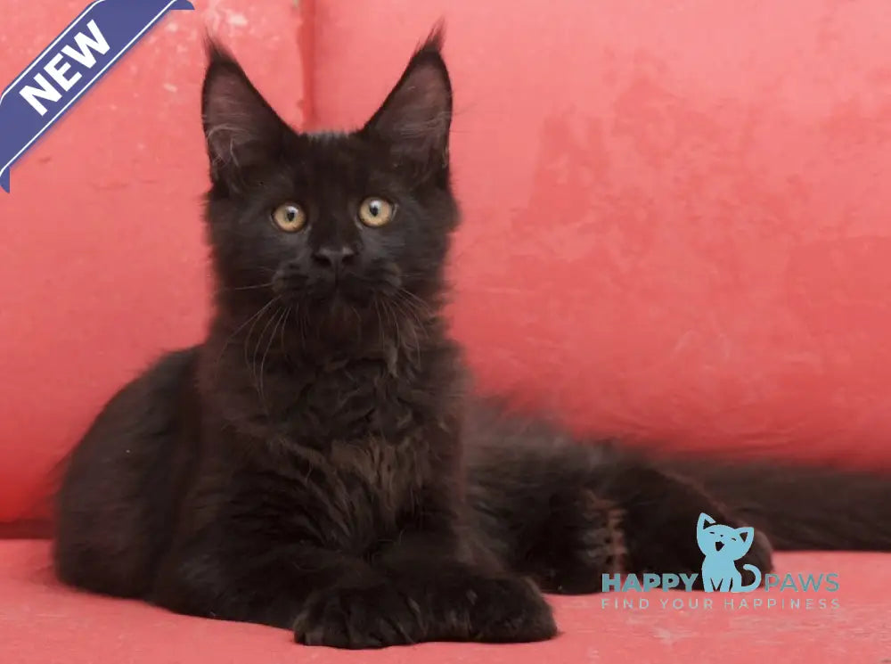 Vino Maine Coon polydactyl male black live animals