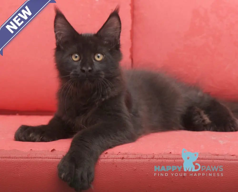 Vino Maine Coon polydactyl male black live animals