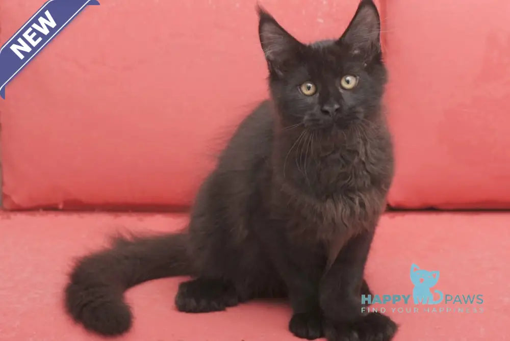 Vino Maine Coon polydactyl male black live animals
