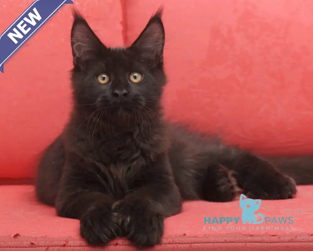 Vino Maine Coon polydactyl male black live animals