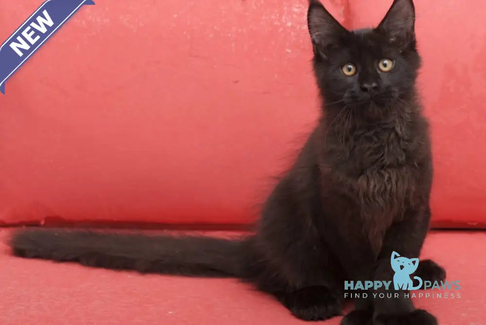Vino Maine Coon polydactyl male black live animals