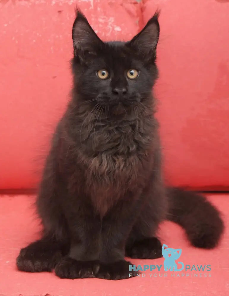 Vino Maine Coon polydactyl male black live animals
