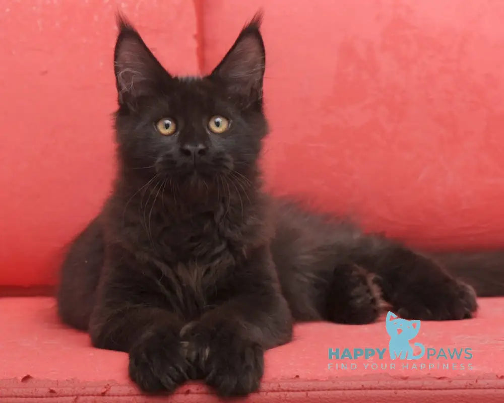Vino Maine Coon polydactyl male black live animals