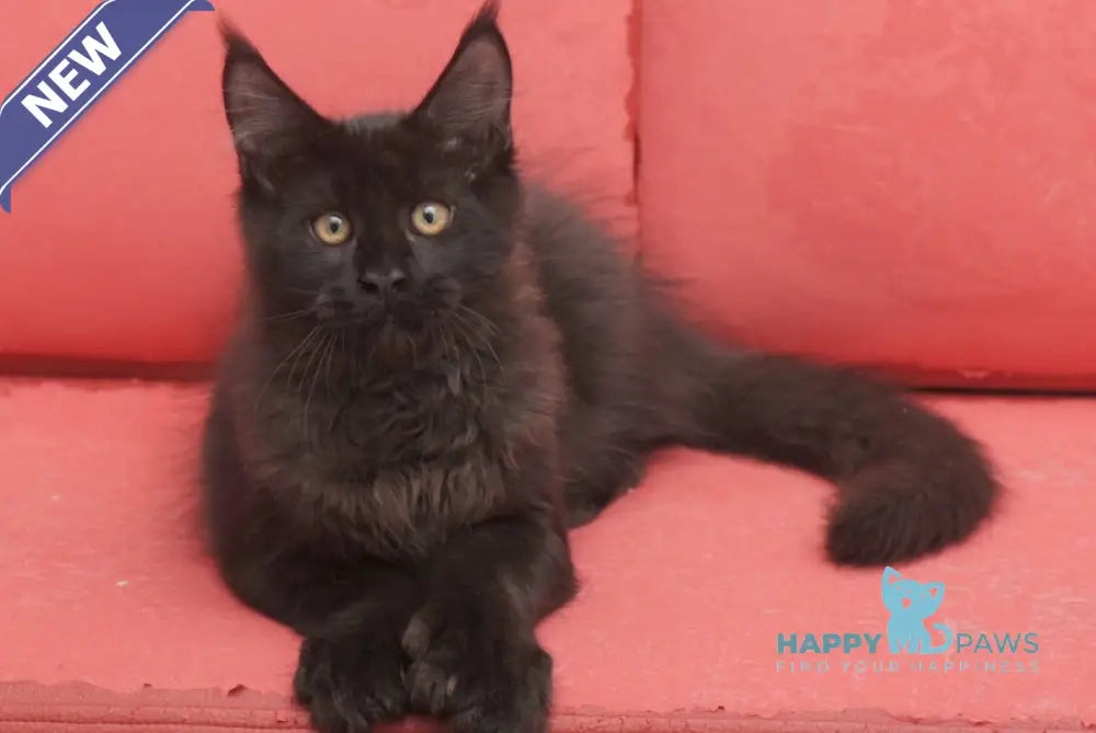 Vino Maine Coon polydactyl male black live animals