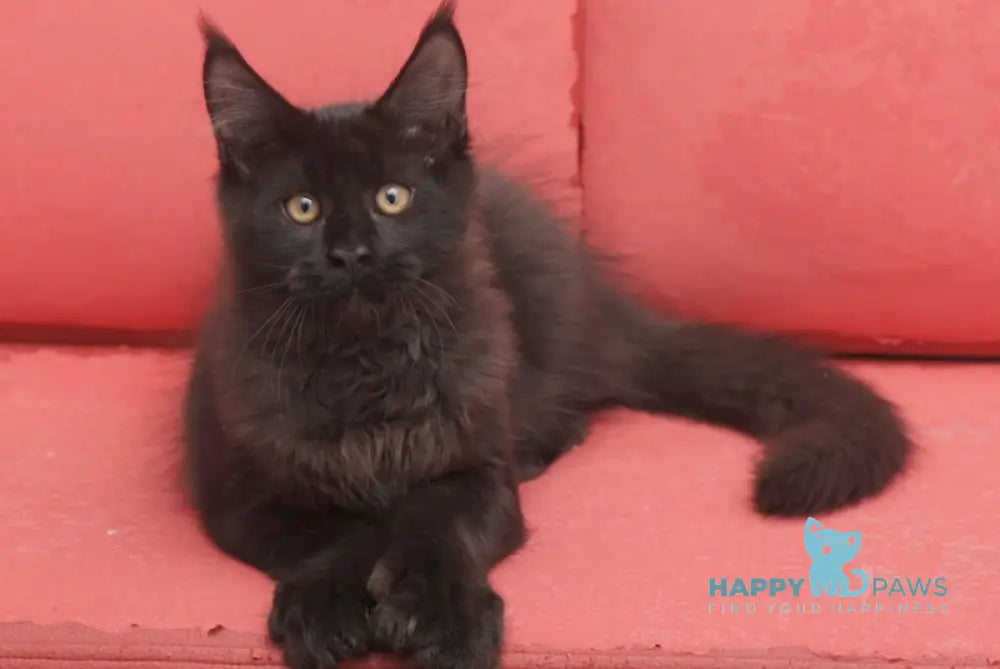 Vino Maine Coon polydactyl male black live animals