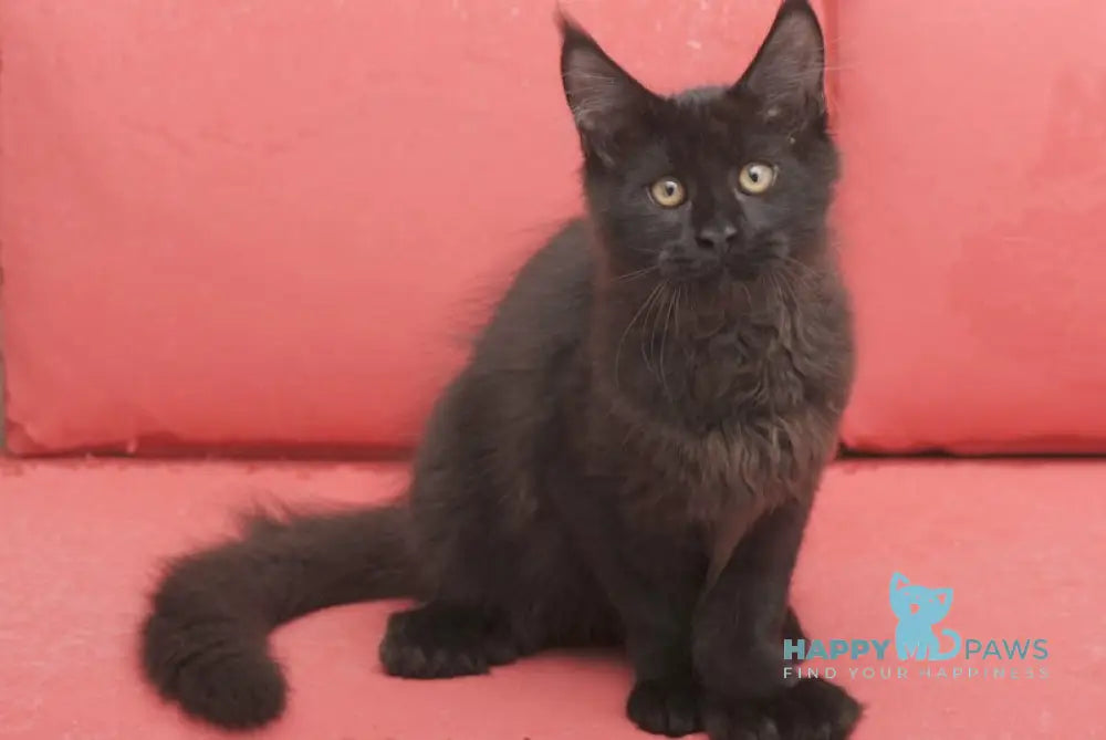 Vino Maine Coon polydactyl male black live animals