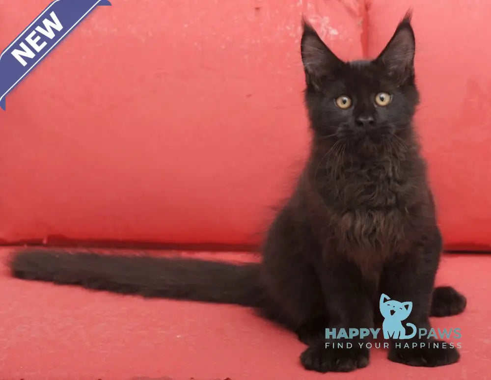 Vino Maine Coon polydactyl male black live animals