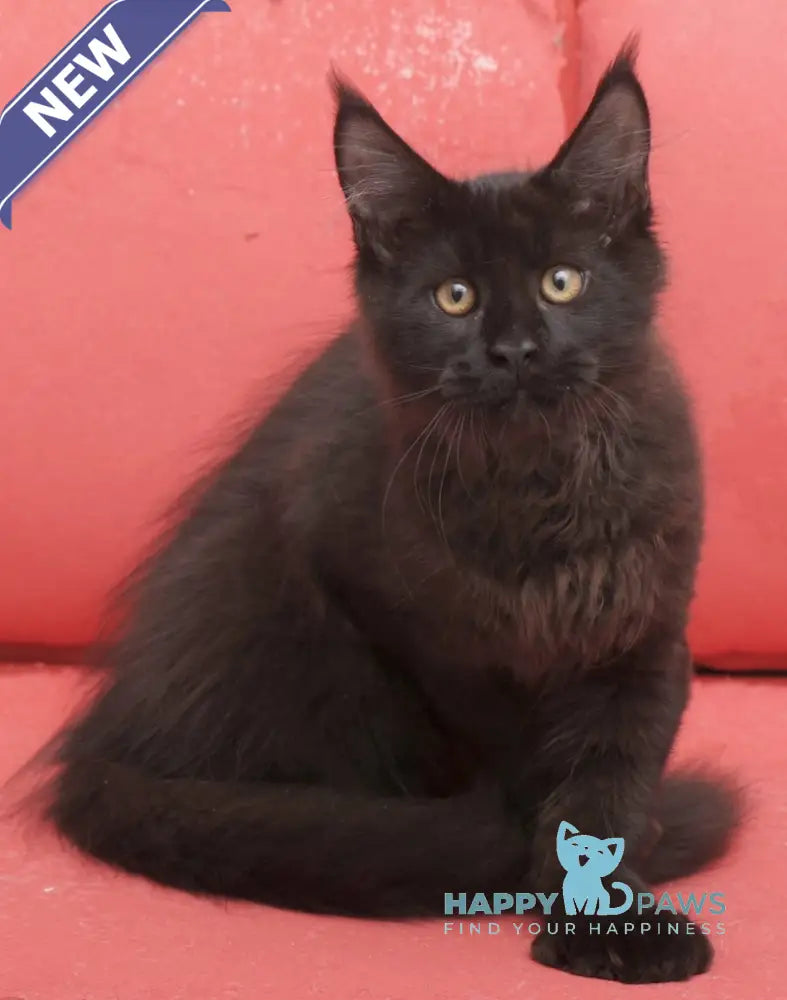 Vino Maine Coon polydactyl male black live animals