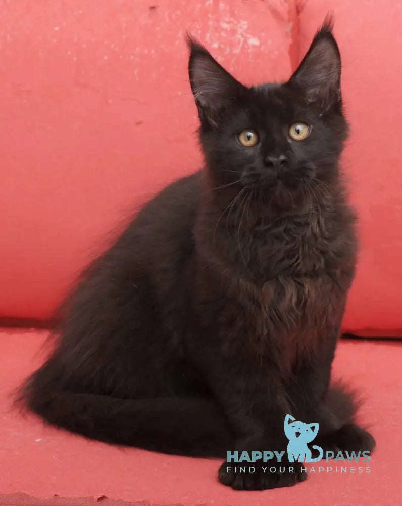Vino Maine Coon polydactyl male black live animals