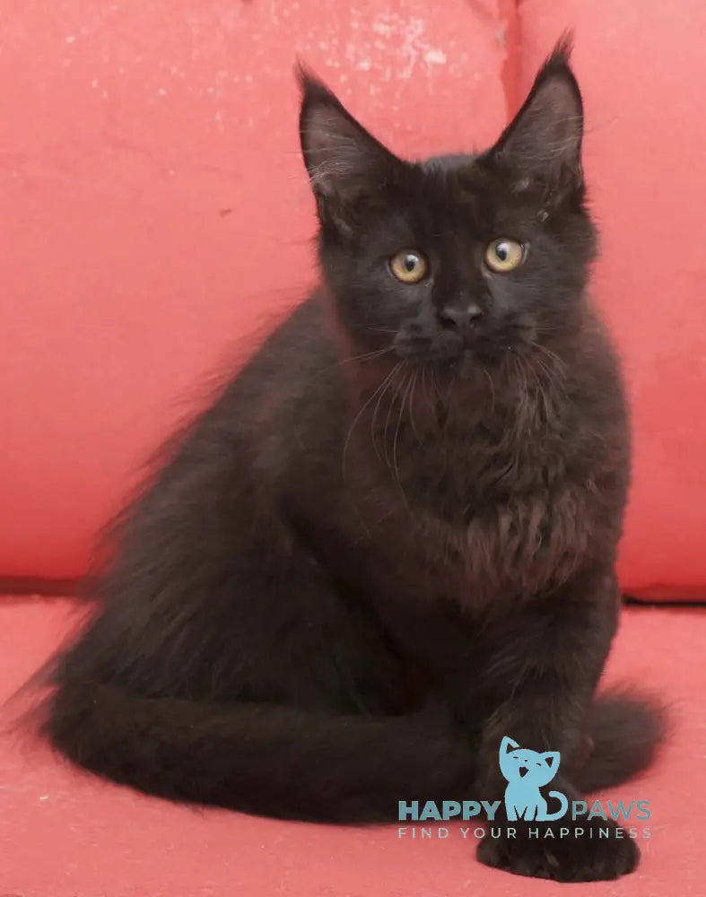 Vino Maine Coon polydactyl male black live animals