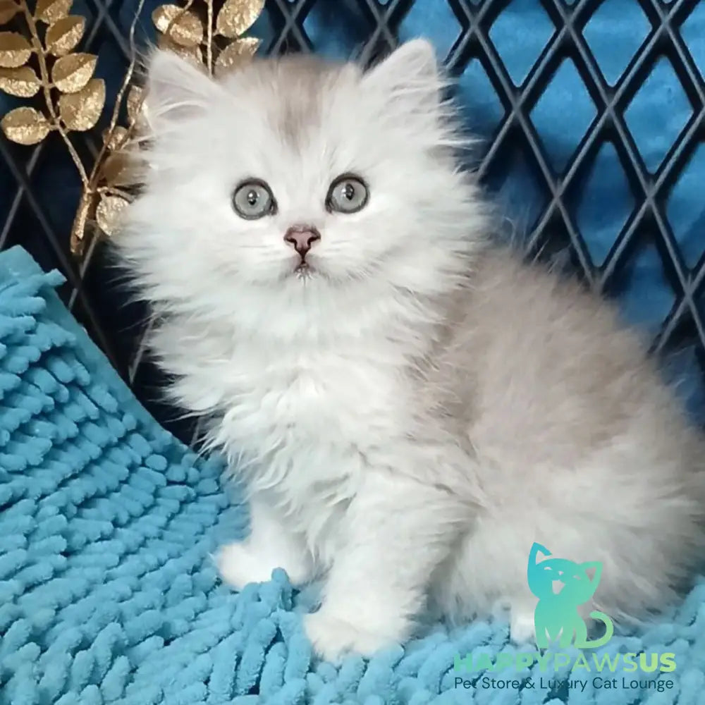 Vinsont Persian male black silver ticked tabby - live animals
