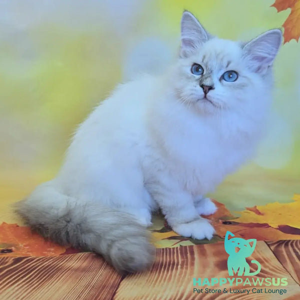 Vintage Siberian male blue tabby pointed bicolour - live animals