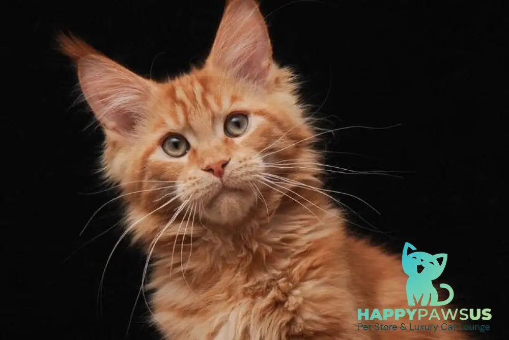 Vintyk Maine Coon male red live animals
