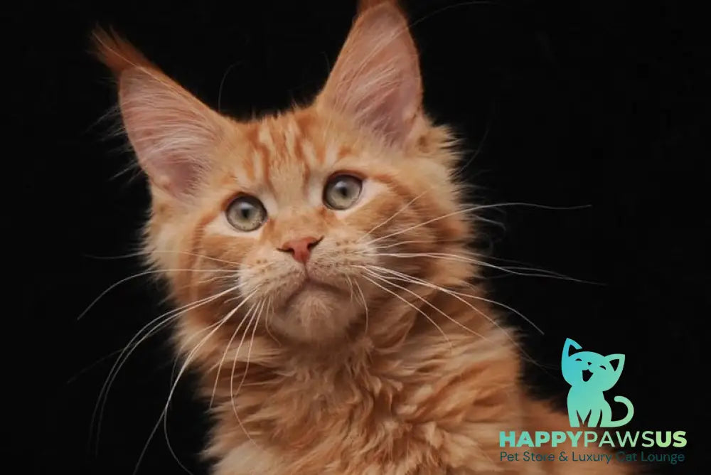 Vintyk Maine Coon male red live animals