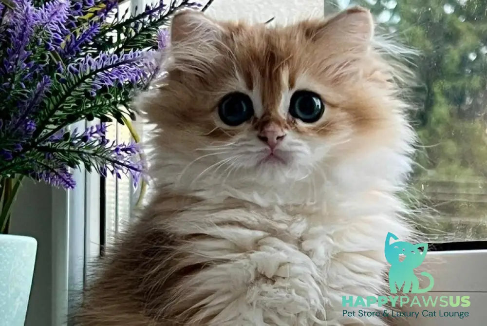 Viola British Longhair female black golden shaded - live animals