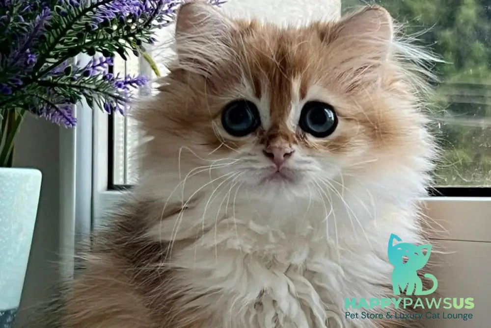 Viola British Longhair female black golden shaded - live animals
