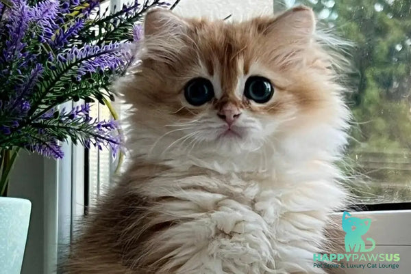 Viola British Longhair female black golden shaded - live animals