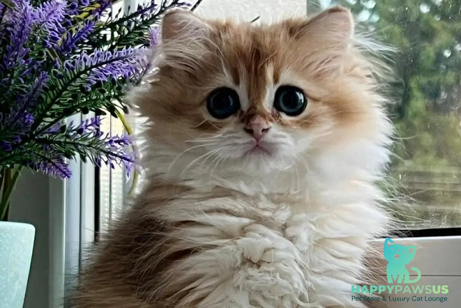 Viola British Longhair female black golden shaded - live animals