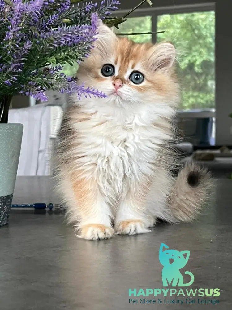 Viola British Longhair female black golden shaded - live animals
