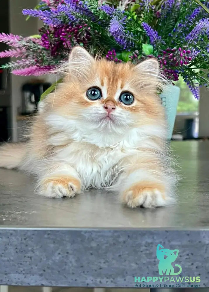 Viola British Longhair female black golden shaded - live animals